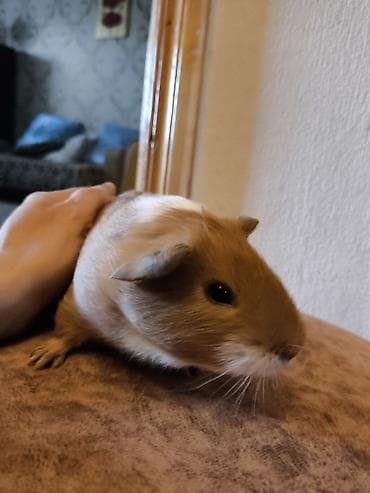 Cücə donuzcuq (guinea pig) – ağıllı, mehriban və sakit xasiyyətli ev — 3