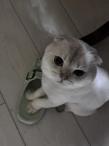 Рыбы: Шотладская вислоухая, Самец, Для вязки, Самовывоз — 4