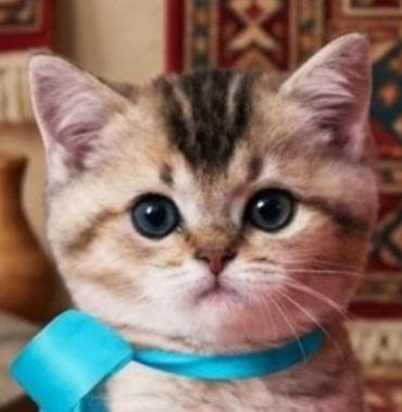 pişiy çantası: Britan — 9