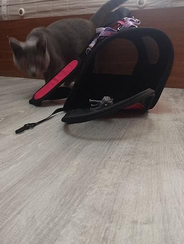 xas: Britan, Erkək — 3