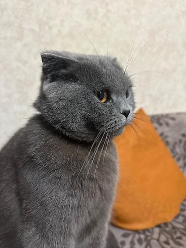 Akvariumlar: Britan — 2