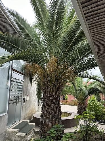 şir şəkilləri qara: Razilasma Yolu Ile 2.60 cm Xurma (xurma xurması) palmı – iri — 5