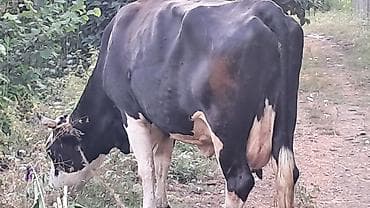 akvarium satışı: Təmiz qan smental düyə satılır dörd aylıq boğazdı təzə doğanda 20litr — 3