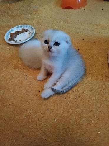 pişik tuvaleti: Şotland qıvrımqulaq balaları - Cins: Scottish Fold (qıvrım qulaqlı) - — 1
