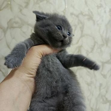 pişik alıram: Britan yastı qulaq — 1