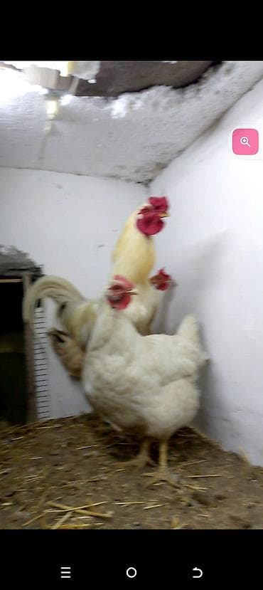 it satislari: Toyuq, Damazlıq, Ödənişli çatdırılma — 10