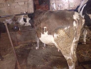 tap az sudluk inəklər: Salam gördüyünüz ineyler satılır boğaz balı super heyvanlardi — 15