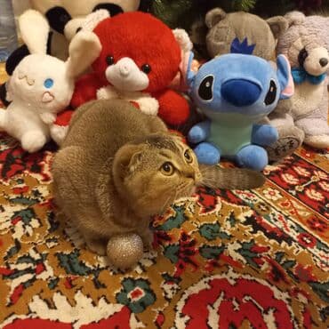 i̇nək yumşaq oyuncaqlar: Saf Qan saglam Şotland 5aylıq dişi pişik.adı Lunadır.qurd dermanı — 2