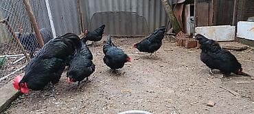 qara avstralop: Məhsul: Qara toyuq sürüsü (yumurtacı cins) Təsvir: - Şəkillərdə tam — 2