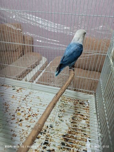 bala pişik: Bala vermiş fişer dişi satılır qiymeti 200 m mutasyadı — 3