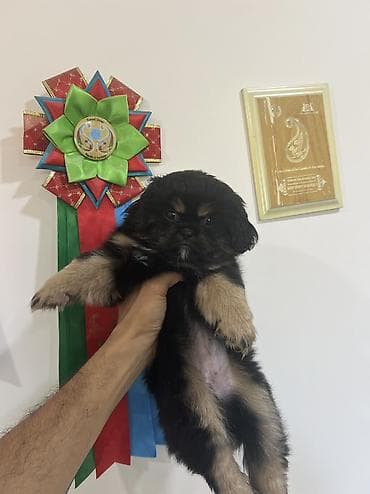 Pekines, 2 ay, Dişi, Peyvəndli