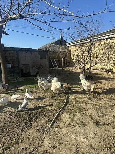 toyuqlarin satisi: Toyuq, Brama, Damazlıq — 5