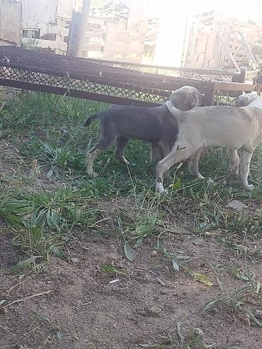 husky it: Balaca it balaları afcarkanin qarışıqi — 6