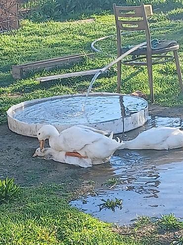 lal ordek: Aylesbury Ordeklerinin Cucesi Ve Yumurtasi Satilir Mayali 1 eded — 4