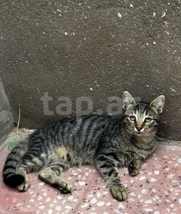 где можно купить котенка: Yaxşı əllərə — 2