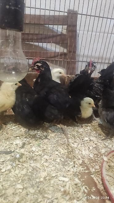 kənd cücəsi: Damazlıq — 4