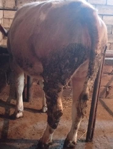 mal heyvan satisi: Damazliq kimi satılır qan şaroledi Bilen Bilir Başı Boş adamlar — 2