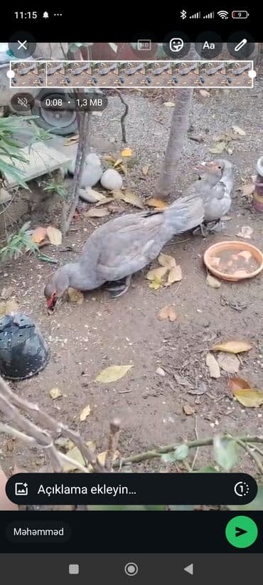 Bir cüt lavanda satlir təmiz qan ünvan Bakı lalafo.az -da Bir cüt lavanda satlir təmiz qan ünvan Bakı