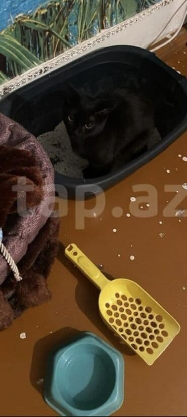 купить домик для кота: Paket şəklində pişik üçün tam aksesuar dəsti. Dəstərin tərkibi: - — 6