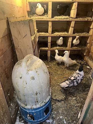 haski iti: Ağacdan hazırlanmış rəngli it evi/volyer - Material: qalın taxta — 10