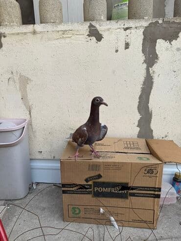 haski it adlari: Super iri drakonlar 3 hələ kəvəndi biri erkey olmalıdı 4 ü 50 manat — 3