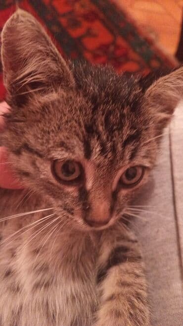 erkek pişik adları: Tabbi, Erkək, Yaxşı əllərə, Ünvandan götürmə — 3