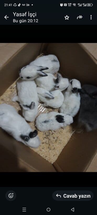 Digər heyvanlar: Dovşan yemi 1kq 2azn Bala Dovşanlar 5-azn Tək tək satışı 10 azn — 4