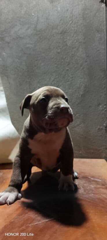 pisiye verilen adlar: 1 ay — 2