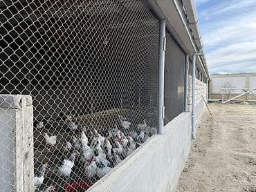 cicek qesebesinde torpaq: Satılır: Həyətyanı obyektli iki mərtəbəli geniş villa və təsərrüfat — 2