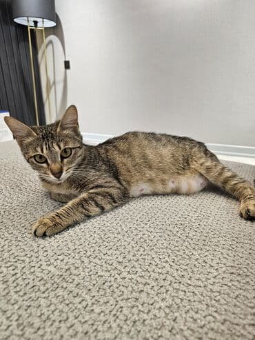 купить собаку в баку: Самка, В добрые руки, Бесплатная доставка, Самовывоз — 2