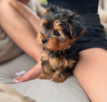 Yorkşir teryer, 1 ay, Erkek, Sənədli, Pulsuz çatdırılma