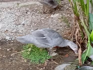 ördəyləri: Dişi, | Lal ördək, Damazlıq, Ünvandan götürmə — 2