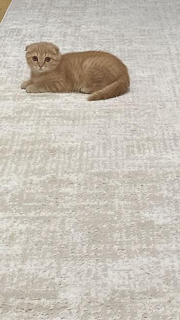 pişiylər: Şotland, Dişi — 2