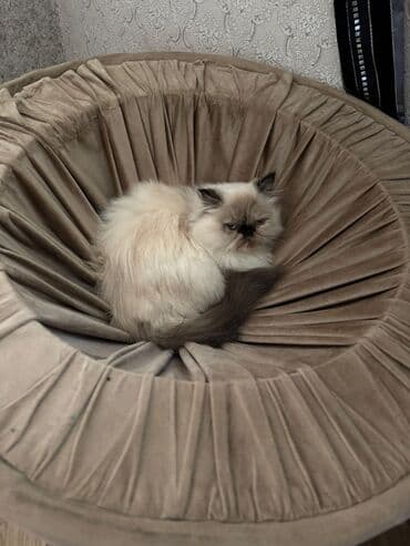 menks cinsi pişik: Fars, Dişi, Yaxşı əllərə, Ünvandan götürmə — 3