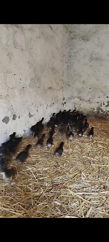 cücə və xoruz təmsil: 25 günlük super seçmə rəng seçmə kənd cücələri satılır, hamısı qara — 6