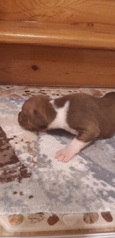it pitbull: Pitbul, Peyvəndli — 2