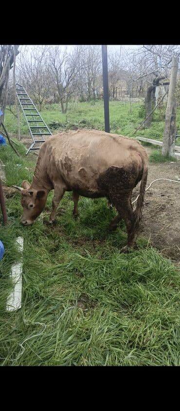 mal satisi: Dişi, il: 2, 160 kq, Damazlıq, Ünvandan götürmə — 1