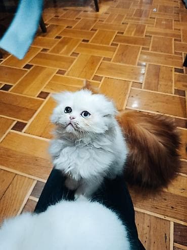 maraqli pişik adları: Şotland yastı qulaq, Erkək, Dişi, Yaxşı əllərə, Ünvandan götürmə, Pulsuz çatdırılma, Ödənişli çatdırılma — 10