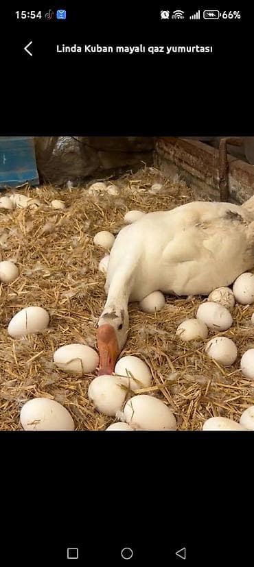 Süd məhsulları və yumurtalar: Məhsul: Qaz yumurtası. İRİ sortu. Təsvir: - Ağımtıl qalın qabıqlı — 3