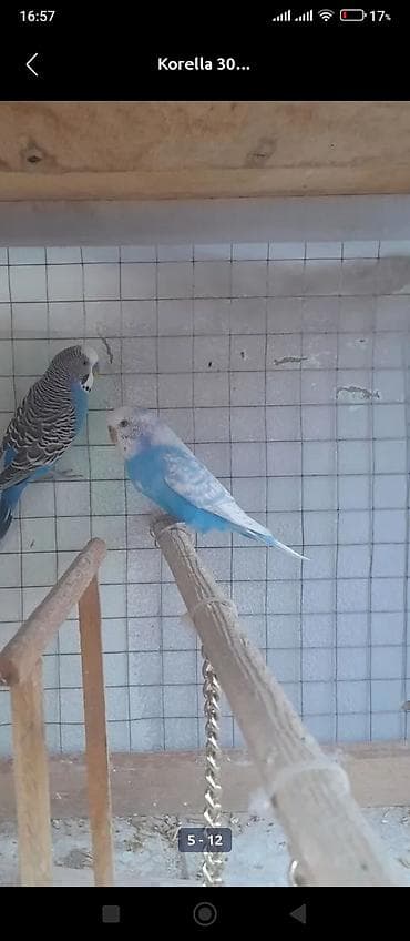 quş yuvasi: Məhsul: Dalmatin və mavi rəng çalarlarında iki dalğalı tutuquşu (budaq — 1