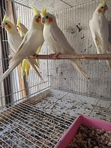 el meymunu: Ayaqlari üzüklü Əl quşlari ağlar45-50 Azn Bozlar 35 Azn vitaminli — 5