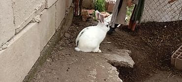 ev dosanlari: YAXŞI DİŞİ DOVSANAL BARTER EDİLİR BU ERKEK DİR //////Ağ rəngli — 8