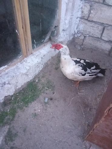 Heyvanlar üçün mallar: Lal ordey iki fere Macar 25manat bir yerli erkey 30manat iki erkey — 2