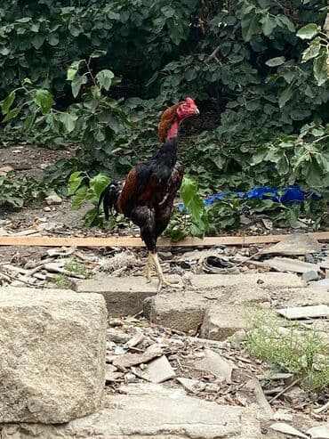 2 ayliq cuceler: Xoruz, il: 2, Ünvandan götürmə — 5