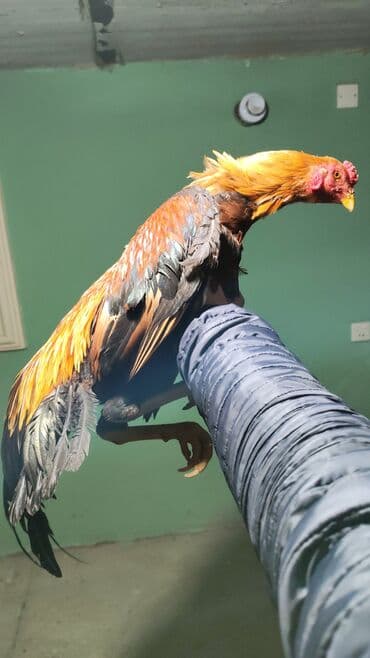 oglan it adlari: Məhsul: Xoruz (uzun quyruqlu, rəngarəng lələklər) Təsvir: - Cinsəxas — 1