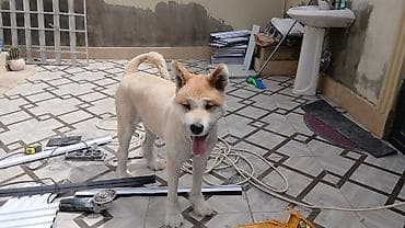 İtlər: Akita-inu, 2 il, Dişi, Peyvəndli, Ünvandan götürmə — 2