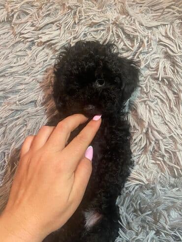 pudel itləri: Pudel — 1