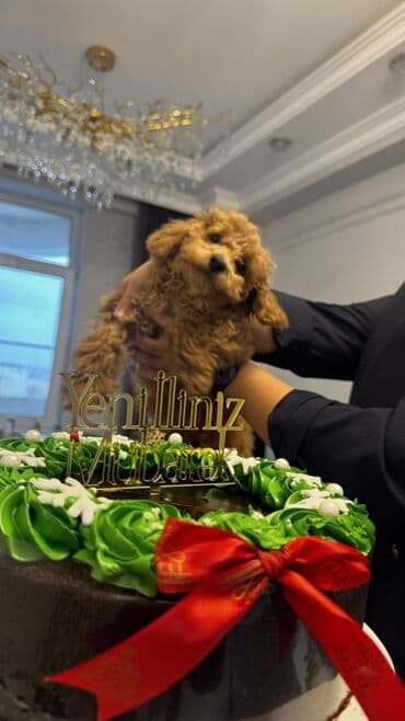 Pudel, 4 ay, Dişi, Peyvəndli, Ünvandan götürmə