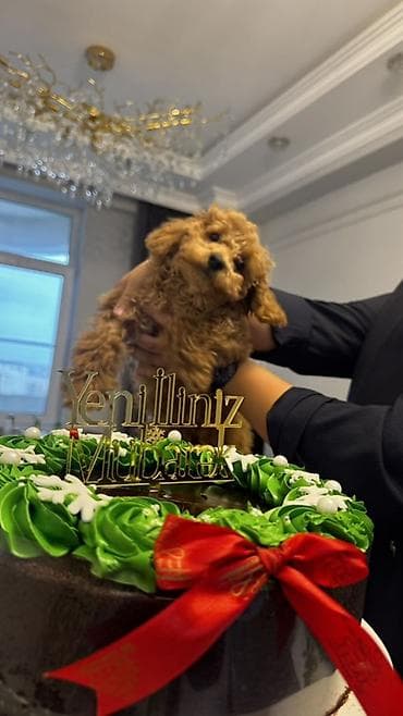 alabay itləri: Pudel, 4 ay, Dişi, Peyvəndli — 1