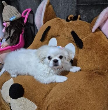 Opel: Pekines, 4 ay, Erkek, Ünvandan götürmə — 2